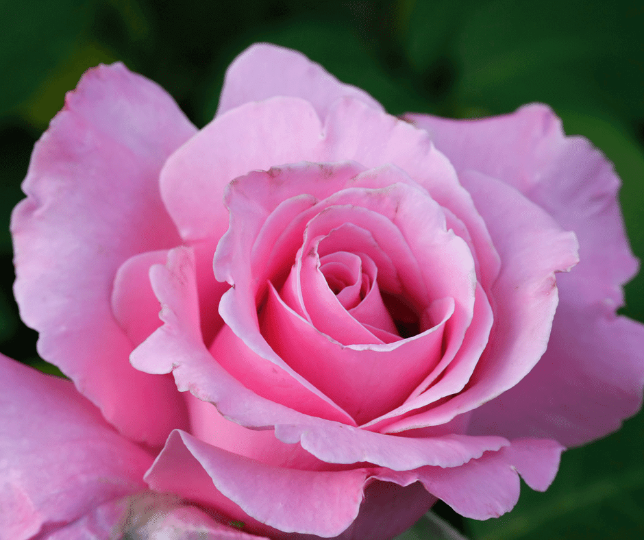 How to Grow Hybrid Tea Roses and Old-Fashioned Tea Roses