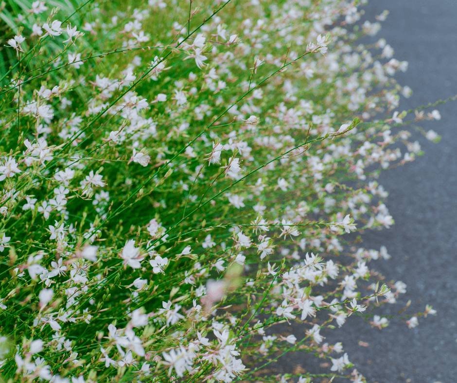 Gypsophila Paniculata Pink Peach Color Preserved Bunch – Sprout Home