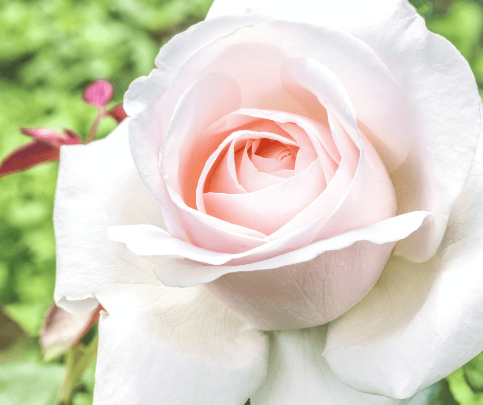 Falling in Love™ Hybrid Tea Rose