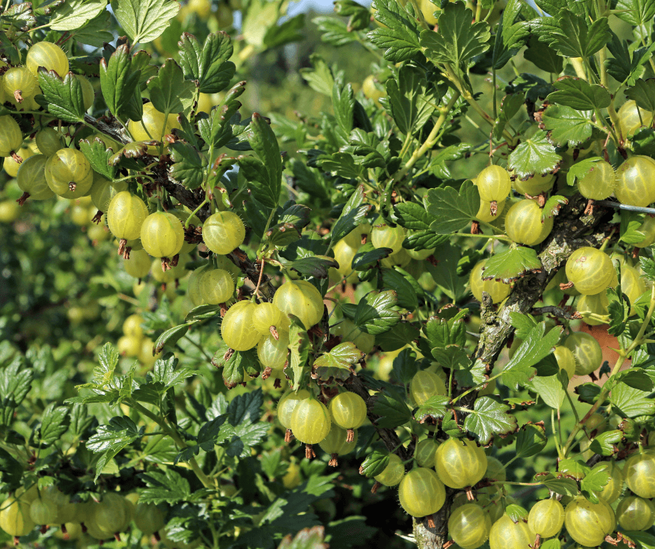 Growing Gooseberries and Currants – Fafard