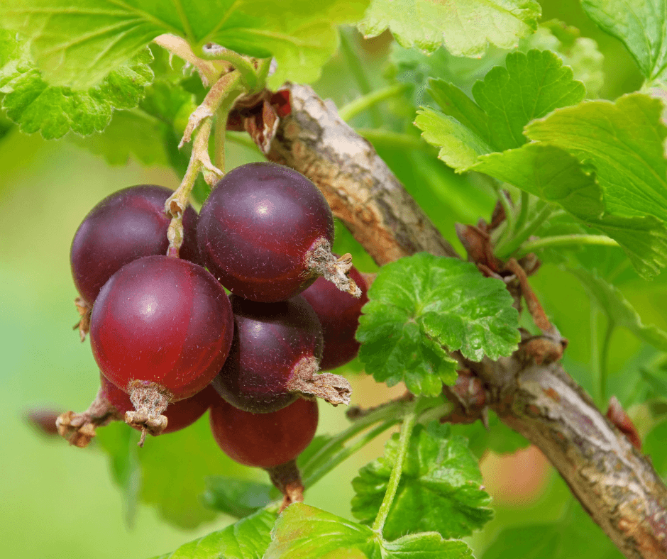 Berry, Red Currant, Eurasian Shrub That Produces Small Edible Red