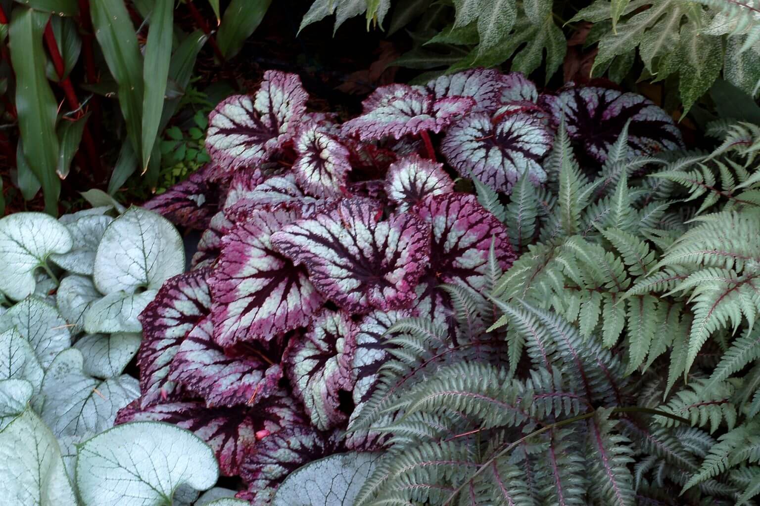 Fafard Beautiful Indoor Begonias