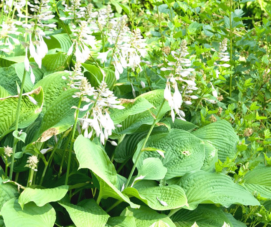 Surefire Perennials for Shadier Gardens – Fafard