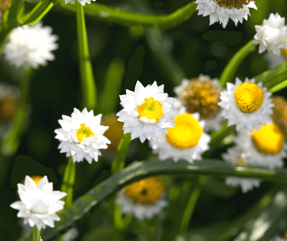 Dried White Everlasting Straw Flowers Natural White Daisies Dry