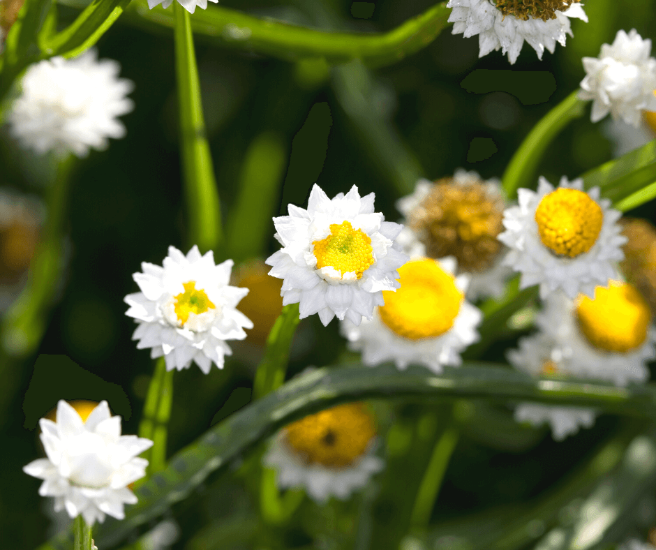 Winged Everlasting (Amobium) - Dried Flowers Forever - DIY