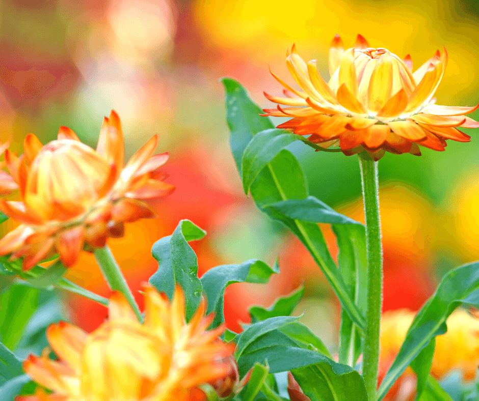 Everlasting strawflowers are easy and fun to grow 