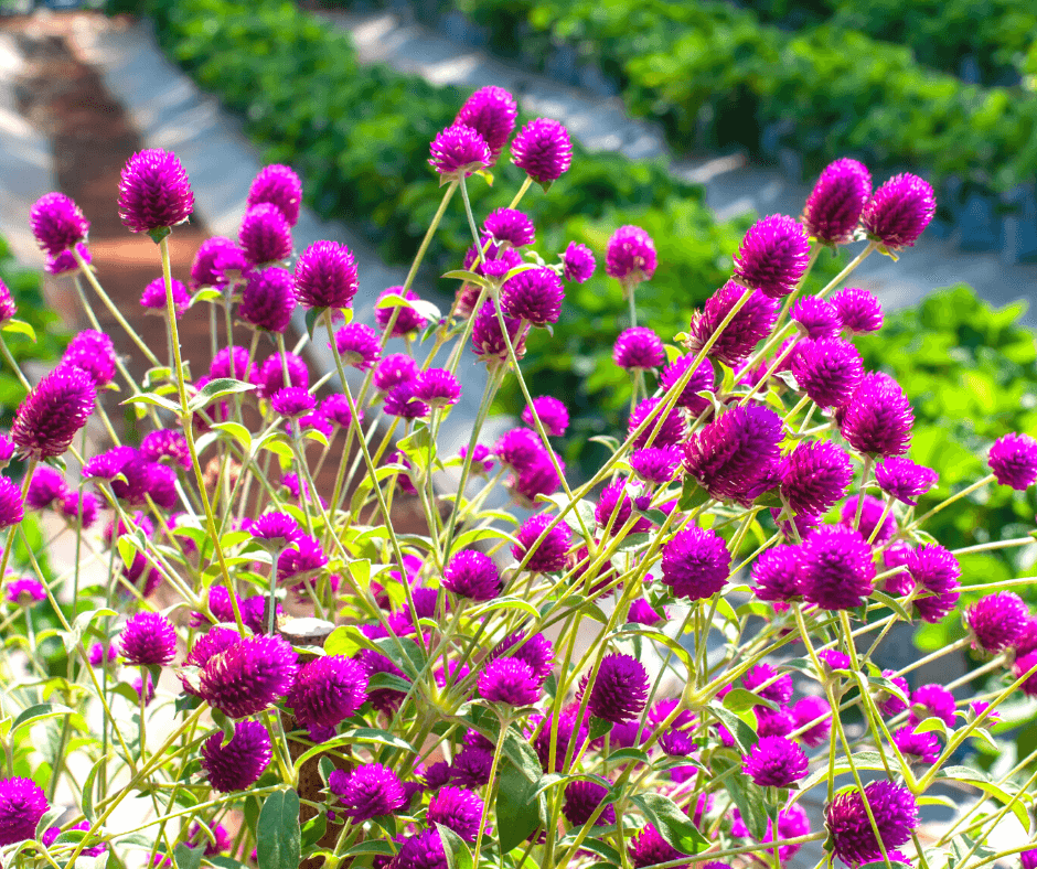 Bouquet of dry straw flower or everlasting (Helichrysum bracteatum