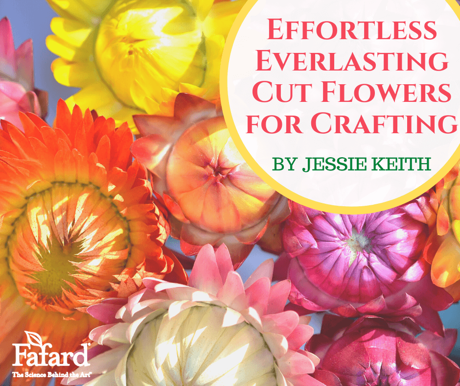 Everlasting strawflowers are easy and fun to grow 