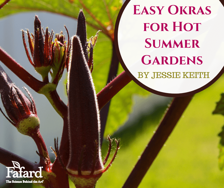 Easy Okras for Hot Summer Gardens