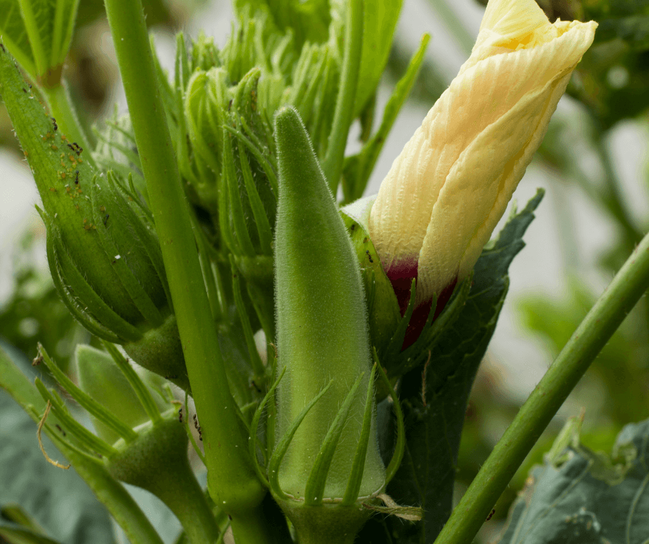 Easy Okras for Hot Summer Gardens – Fafard