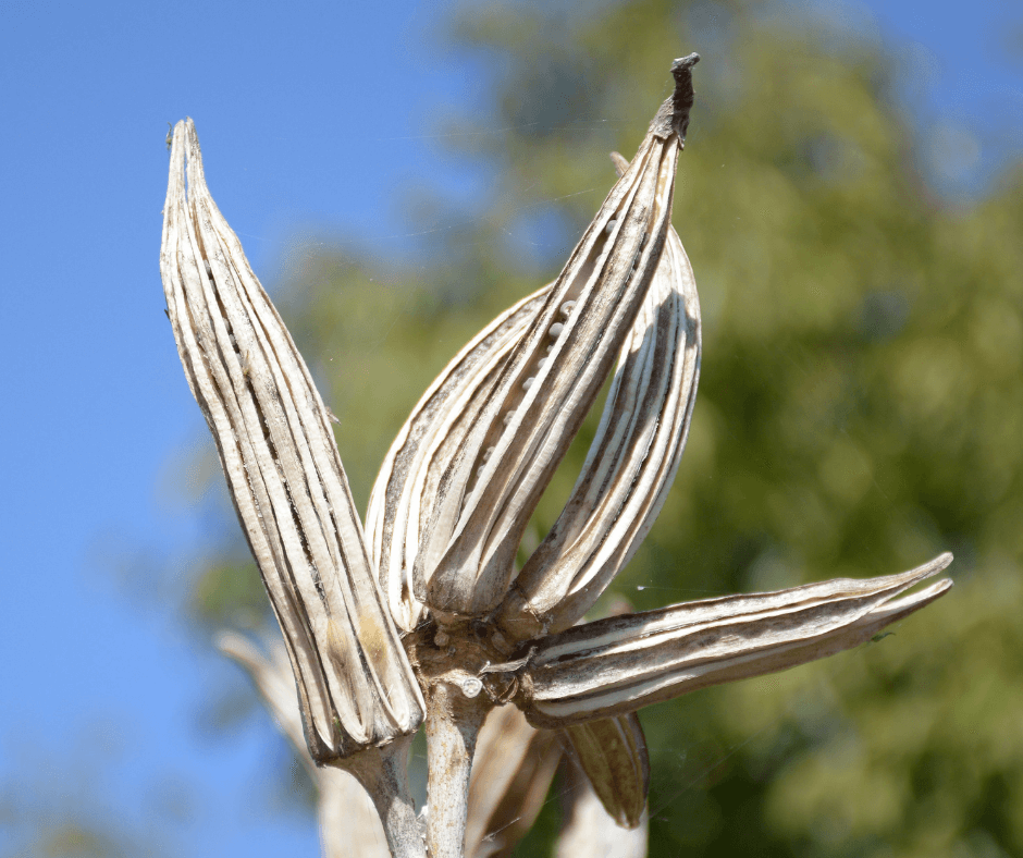 Easy Okras for Hot Summer Gardens – Fafard