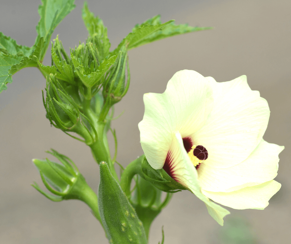 Easy Okras for Hot Summer Gardens – Fafard