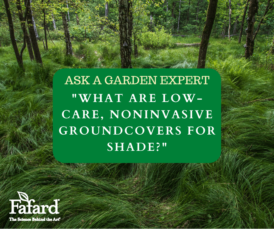 What Are Some Low-Maintenance, Noninvasive Groundcovers For Shade?