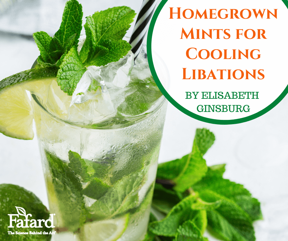 Homegrown Mints for Cooling Libations: Mojitos and Juleps
