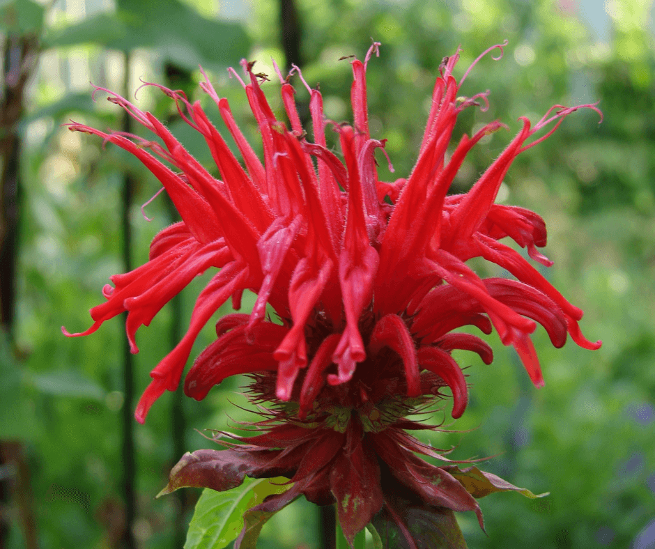 Favorite Garden Poppies – Fafard