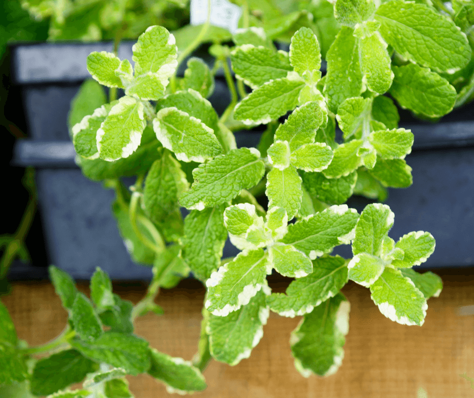 what type of mint leaves are used in mojitos 