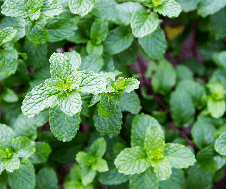 what is the difference between a mint julep and a mojito 