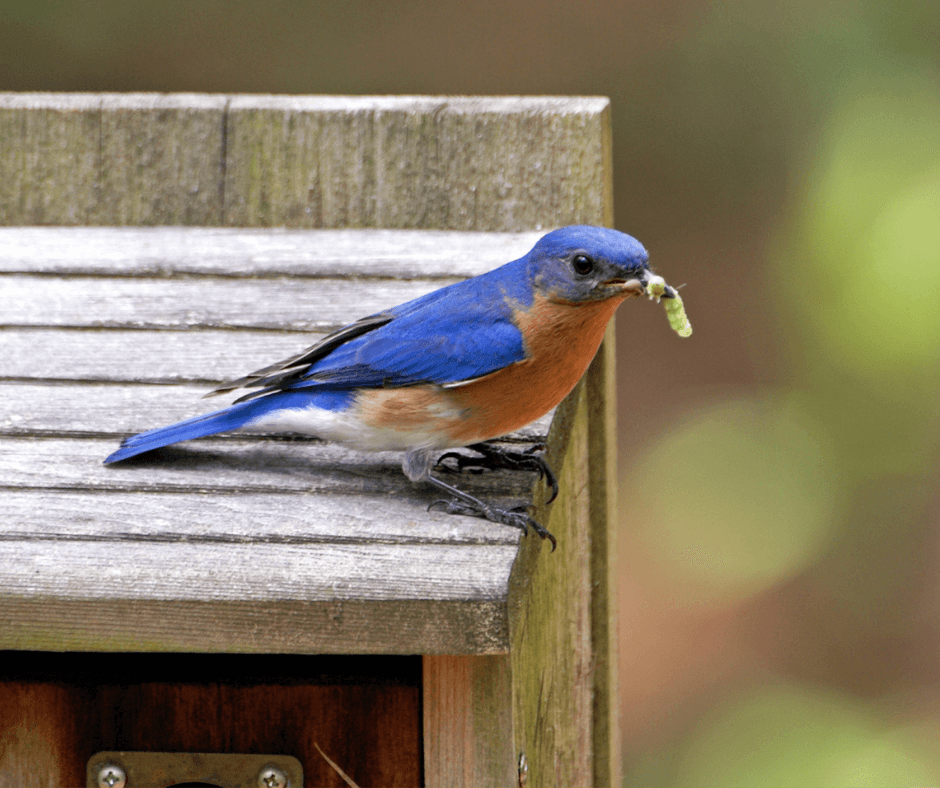 Bluebird Birds of Beauty for the Garden