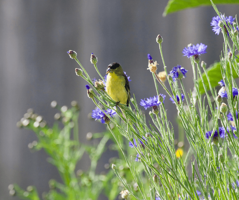 pictures of flowers and birds