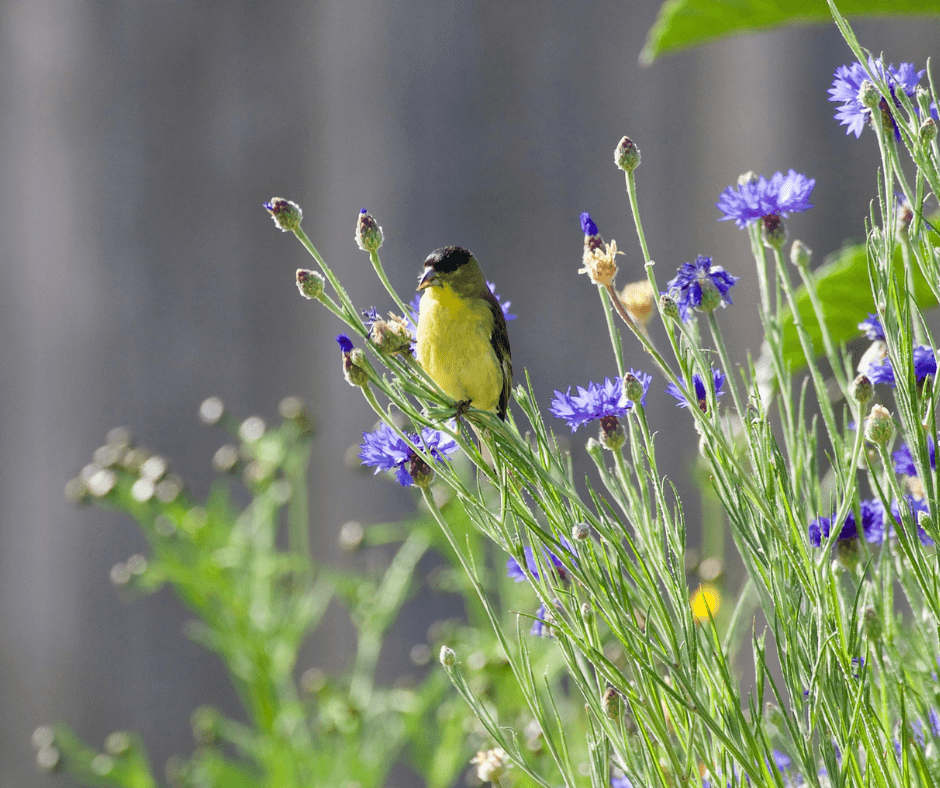 do birds eat flower seeds