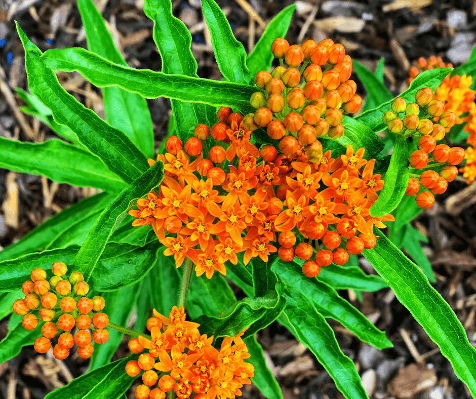 Baby's breath flowers are Invasive to Michigan native plants