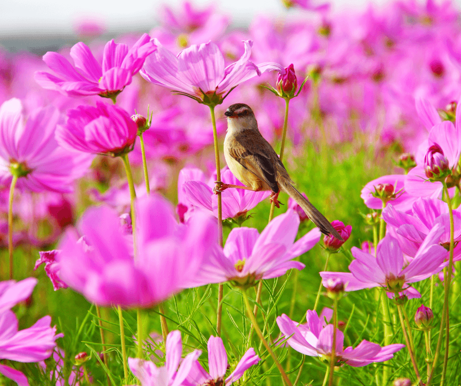 spring flowers and birds