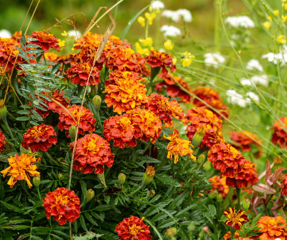 french garden flowers