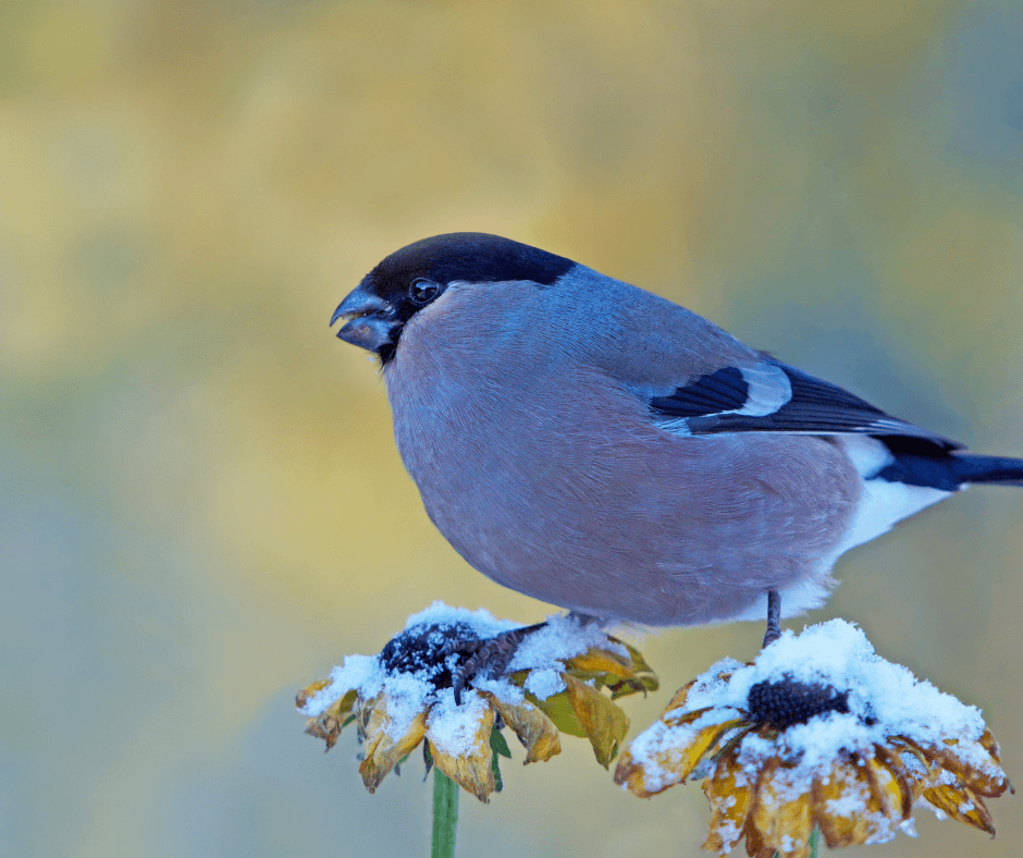 How to Get Rid of Blue Jays at Your Feeders - Birds and Blooms