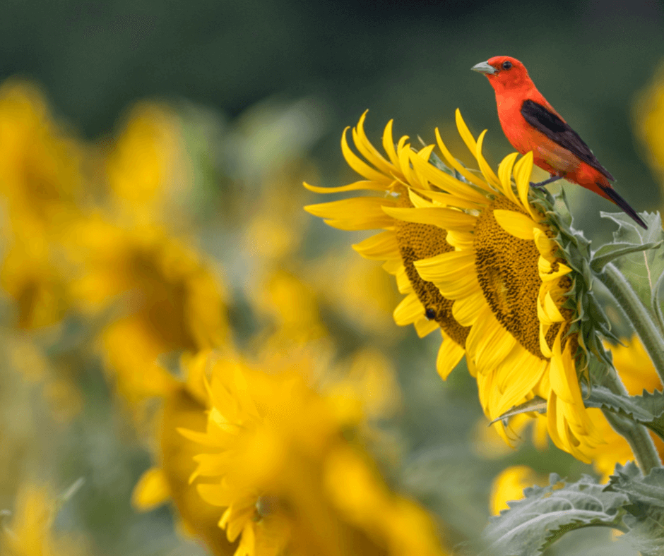 8 Yellow and Black Birds You Should Look For - Birds and Blooms