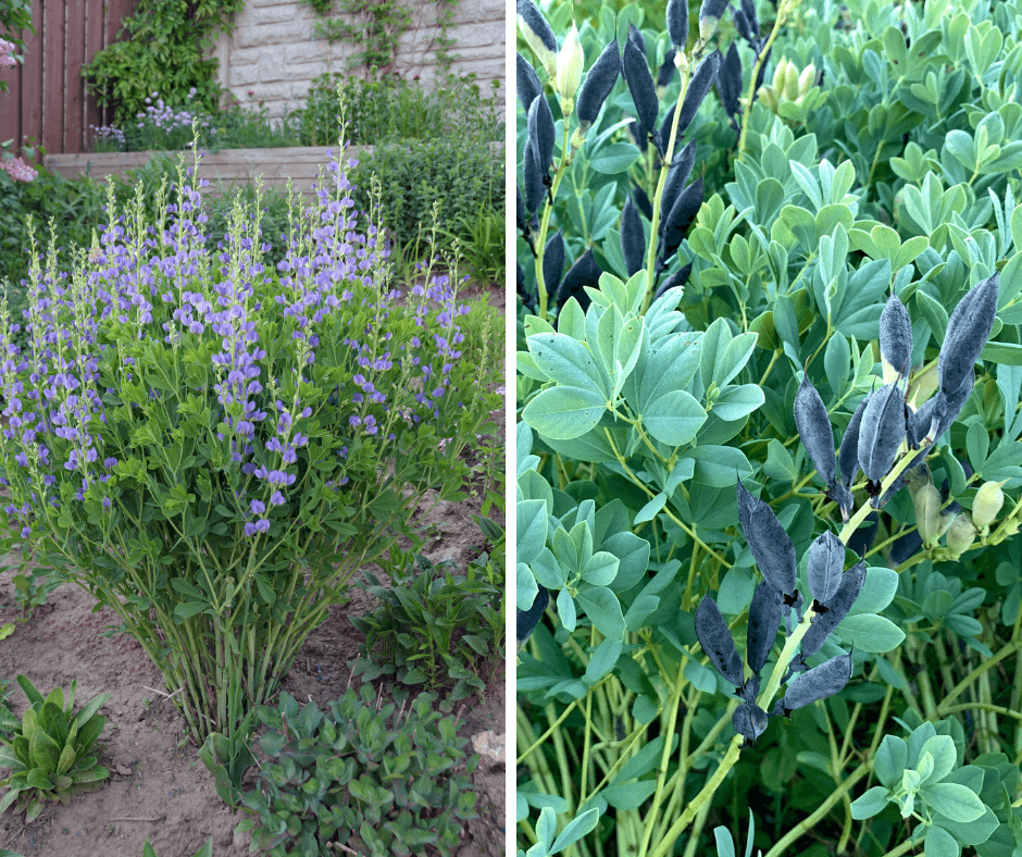 Indigo Flower Charms and Branch - Prima