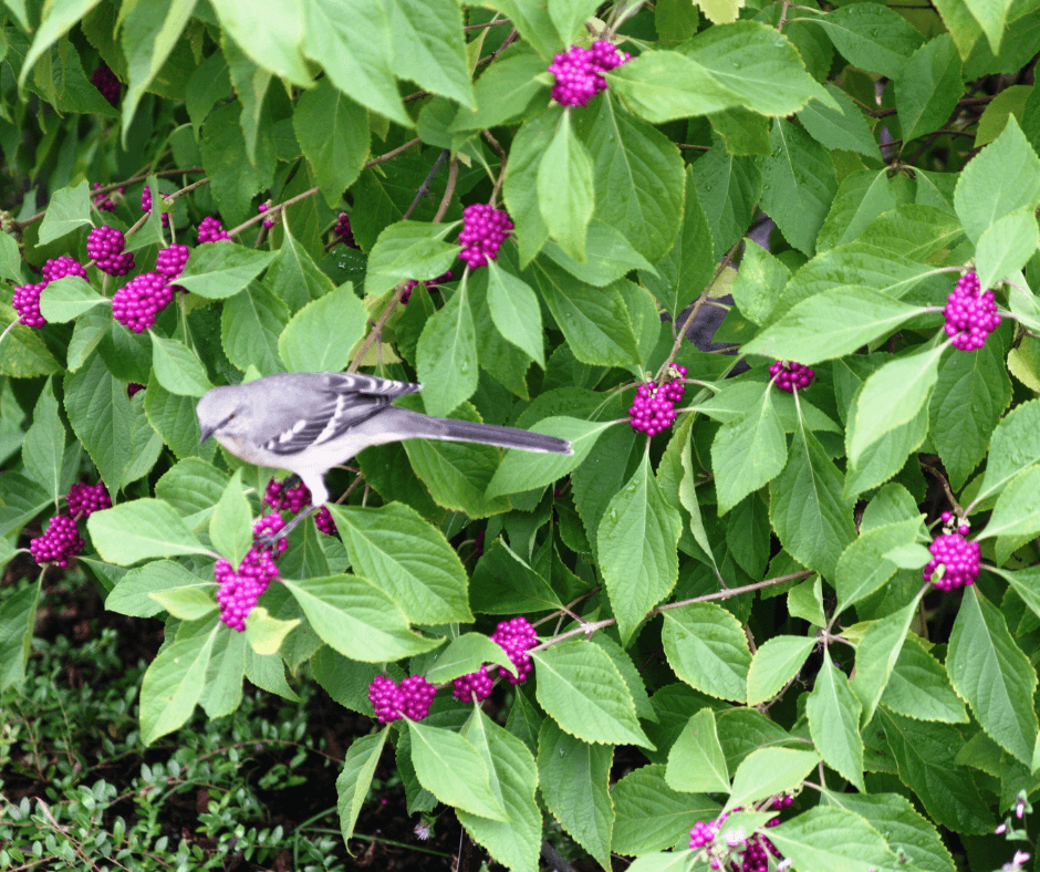 Native Plants for Nesting Birds: Top 12 Picks