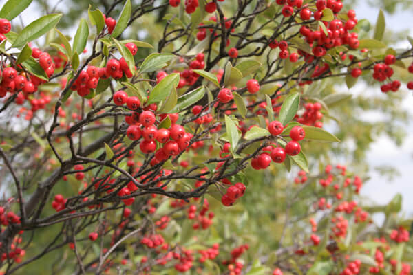 Best Native American Shrubs for Feeding Birds – Fafard