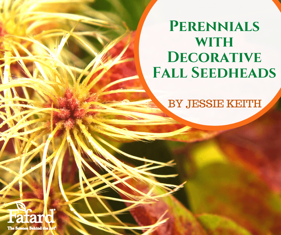 Perennials with Decorative Fall Seedheads
