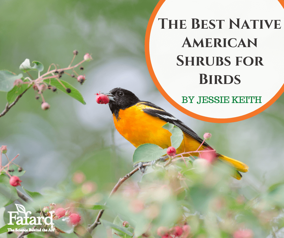 Native Plants for Nesting Birds: Top 12 Picks