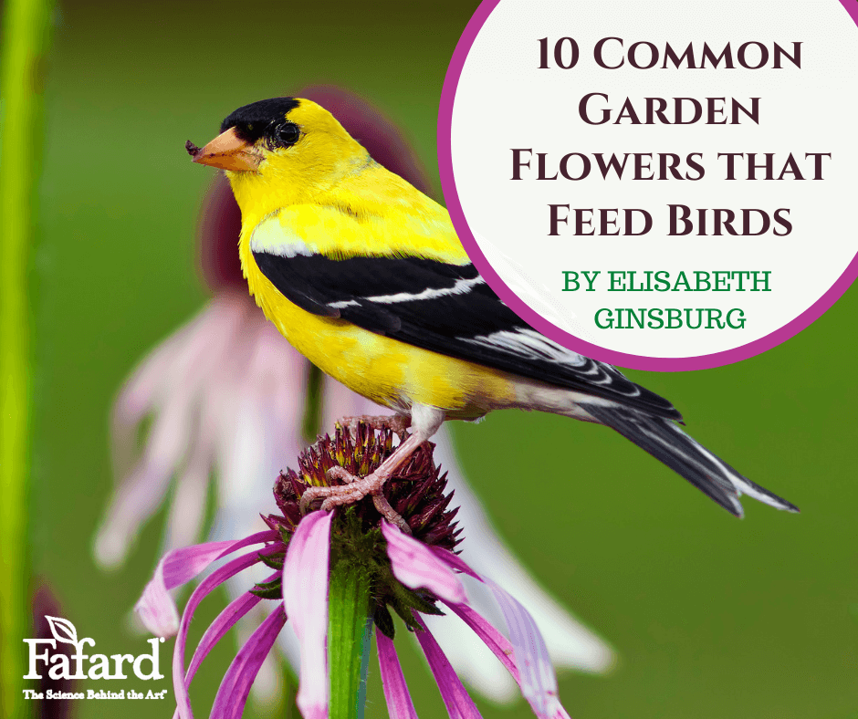 10 Common Garden Flowers that Feed Birds