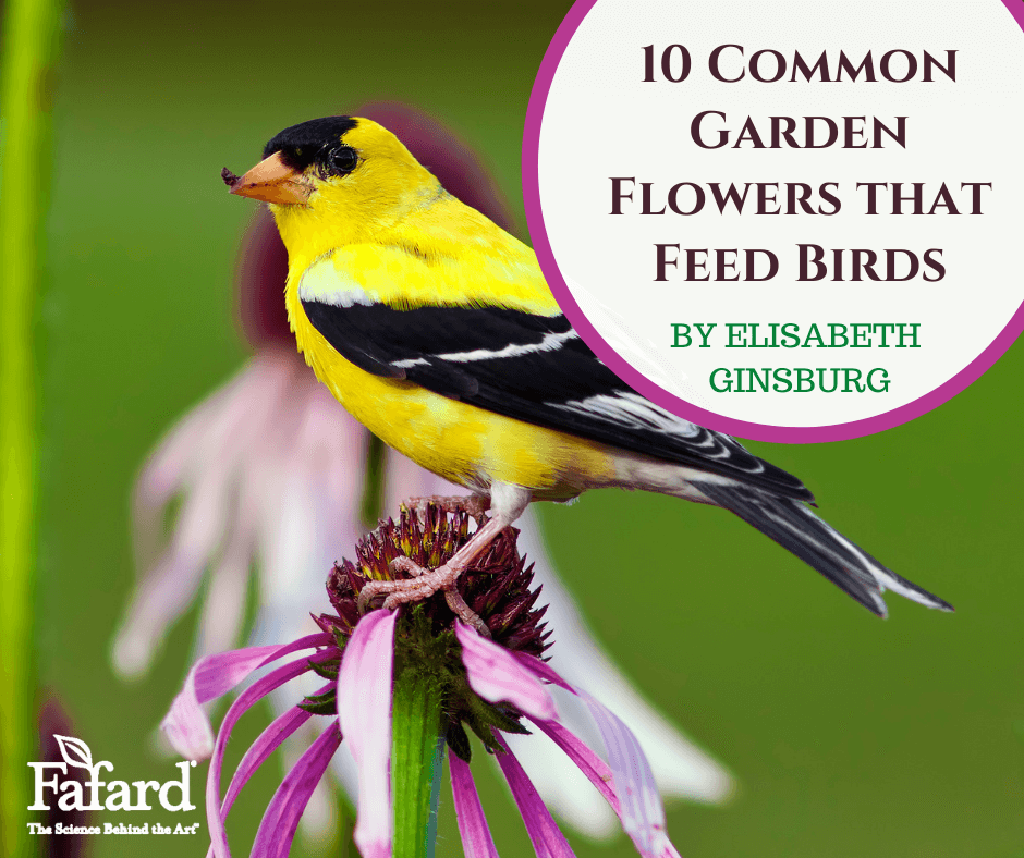 10 Common Garden Flowers that Feed Birds – Fafard