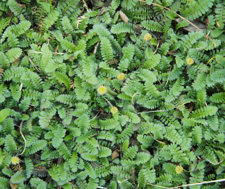 Leptinella squalida New Zealand Brass Buttons for Sale