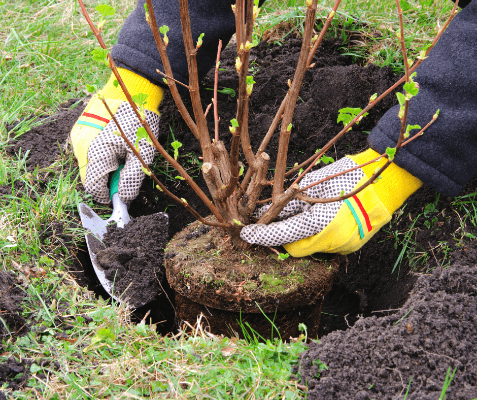 How to Forage & Use Pine Resin - Unruly Gardening