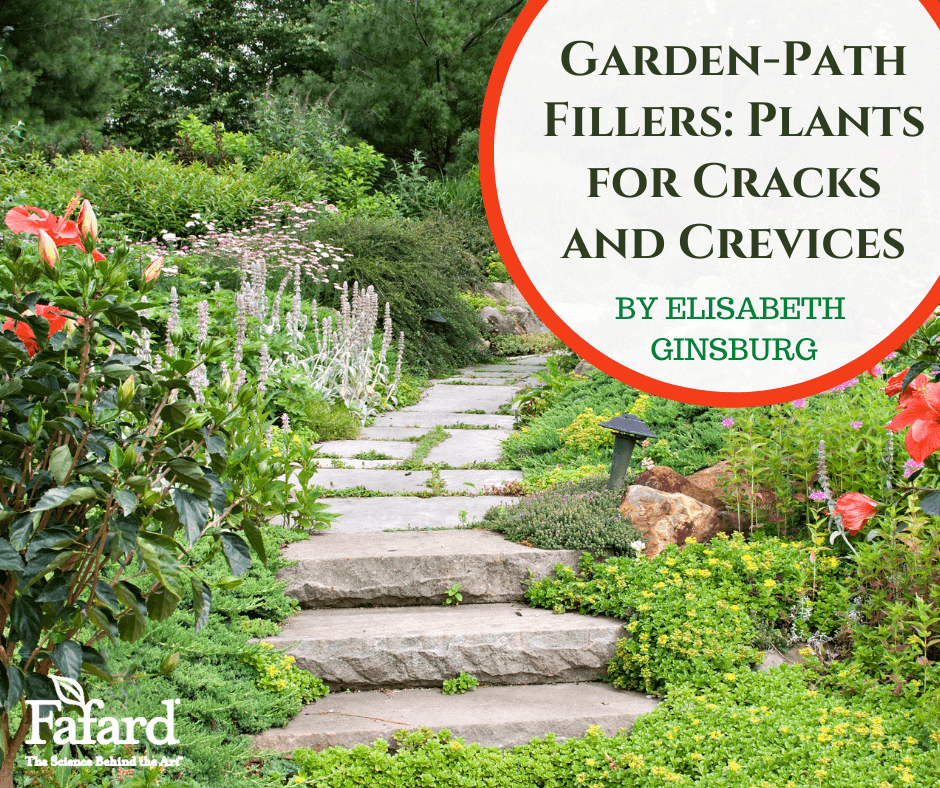 Garden Path Fillers Plants for Cracks and Crevices Fafard