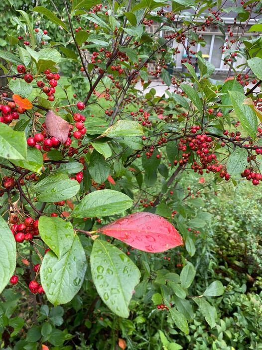 Berry, Red Currant, Eurasian Shrub That Produces Small Edible Red