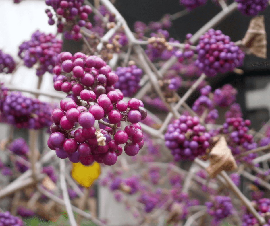 purple strawberries