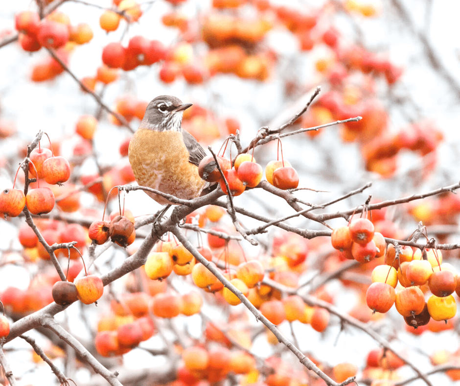 10 Berries That Birds Love