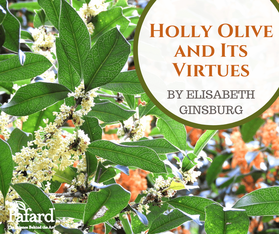 Holly Olive and Its Virtues