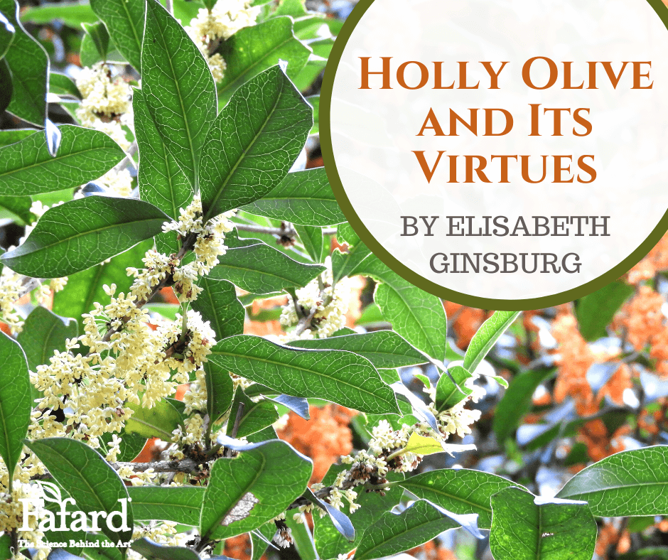 Holly Olive and Its Virtues Fafard