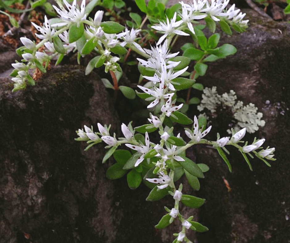 Proven Winners® Annual Plants Rock 'N Grow® Midnight Velvet Stonecrop  (Sedum) – Proven Winners Direct