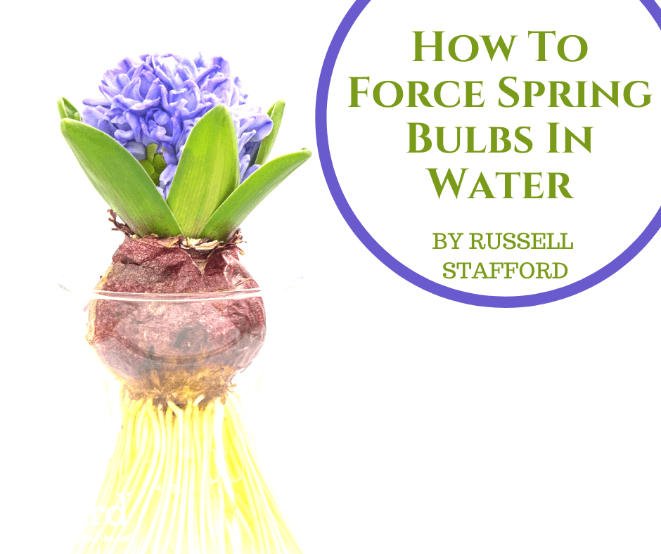 How To Force Spring Bulbs In Water