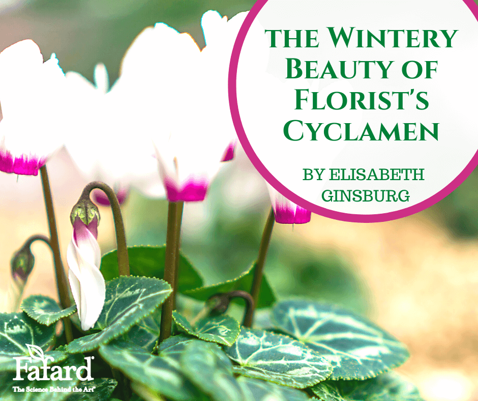 Celebrate the Wintery Beauty of Florist’s Cyclamen