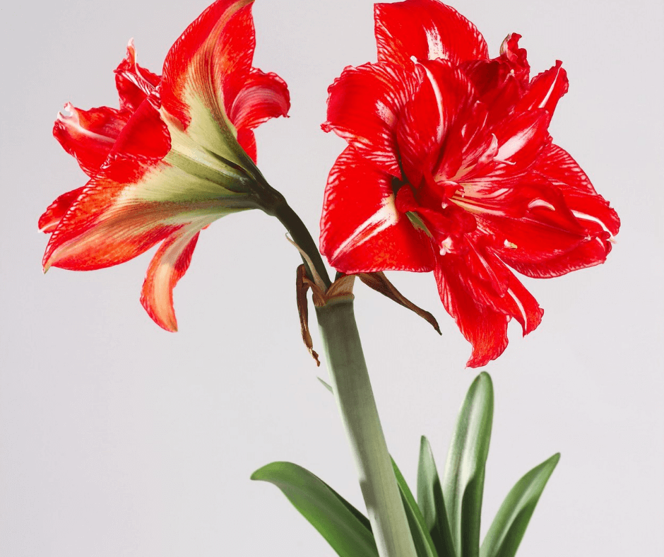 The Flowers are Very Decorative, Pendulous Eardrop Shape Stock