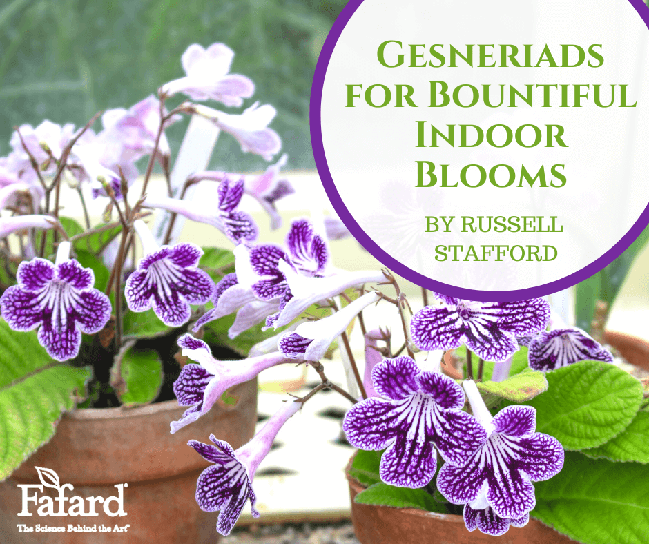Gesneriads for Bountiful Indoor Blooms