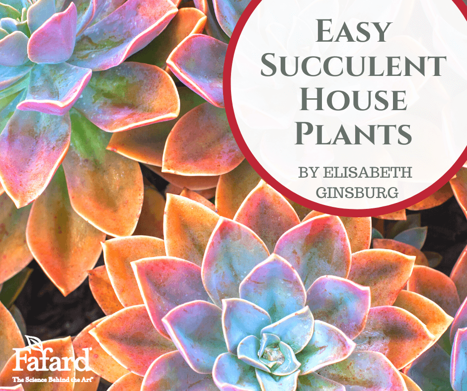 Browse Succulents by Scientific Name - World of Succulents